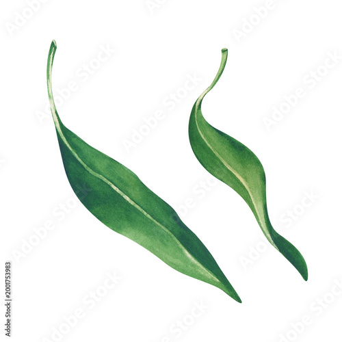 Realistic handmade watercolor illustration with double bright green lychee leaves on an isolated background. A clipart for creating custom patterns, organic packaging, and professional branding.