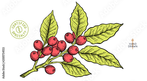 Botanical illustration, eco, organic specialty cafe branding. Vintage coffee branch bean plant sketch. Coffee plant bean branch identity. Bean branch plant coffee sketch graphic. Vector Illustration