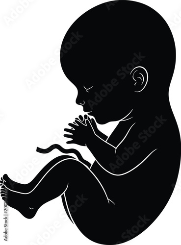 Fetal position silhouette a black and white illustration of a developing human embryo in the womb