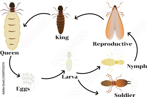 A detailed vector illustration showing the termite life cycle, including egg, nymph, and adult stages in a colony structure.
