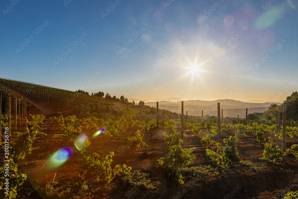 Naklejka premium Amazing early sunset seen from the famous vineyards of the Delaire Graff estate of the Stellenbosch region, a city close to Cape Town. With winelands as far as you can see against a spectacular backdr