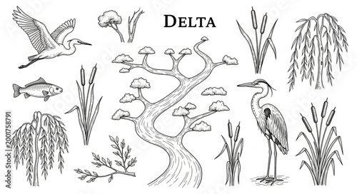 Collection of hand-drawn delta flora and fauna elements.