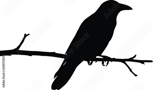 Raven silhouette perched on a branch a study in black and white