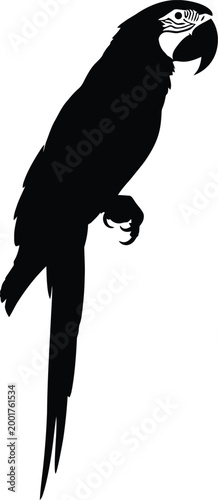 Elegant parrot silhouette a striking black bird profile against white