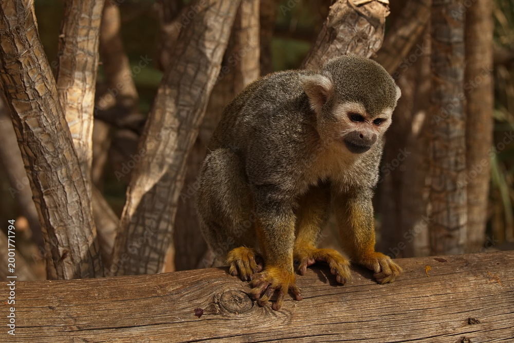 Fototapeta premium Squirrel Monkey in Monkey Park on Tenerife, Canary, Canary Islands, Spain, Europe 