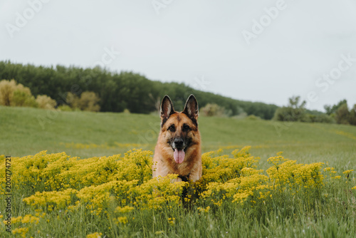 Obraz na płótnie German Shepherd sits among blooming yellow wild parsnip flowers in a summer meadow