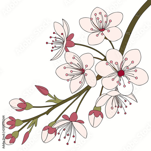 Fotografie Cherry blossom branch with flowers and buds line art tree blossom pink flower