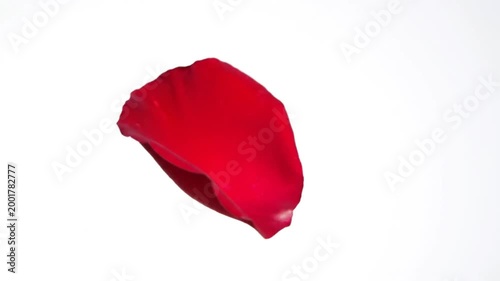 Red Rose Petal Falling Slowly.