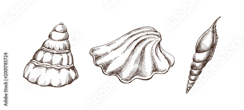 Schilderij op canvas Hand drawn vintage sea shells set conch spiral and scallop engraving monochrome
