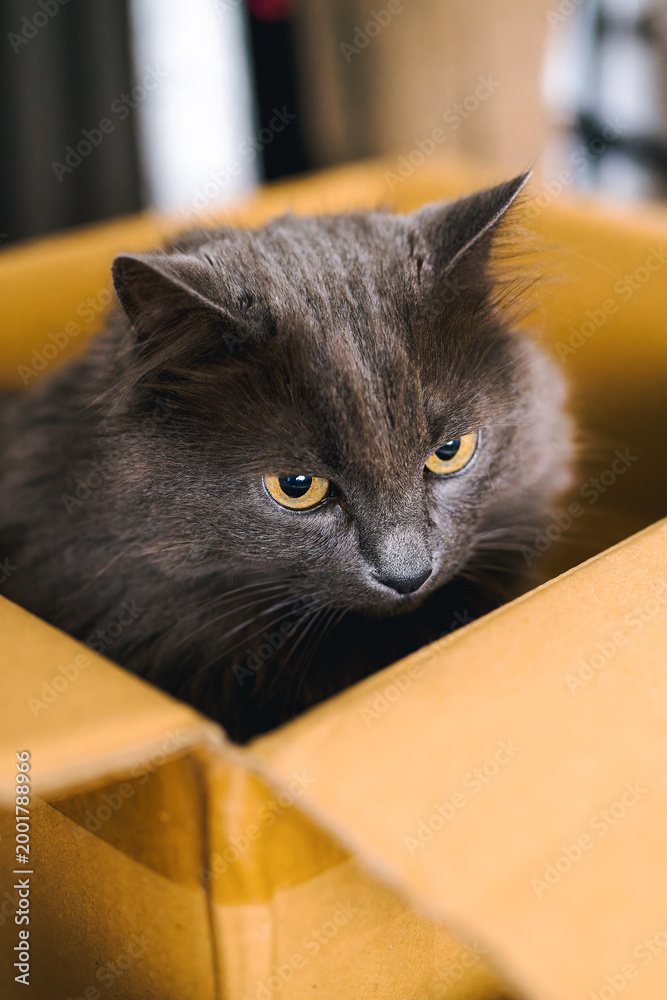 Fototapeta premium Funny cat resting inside a small box