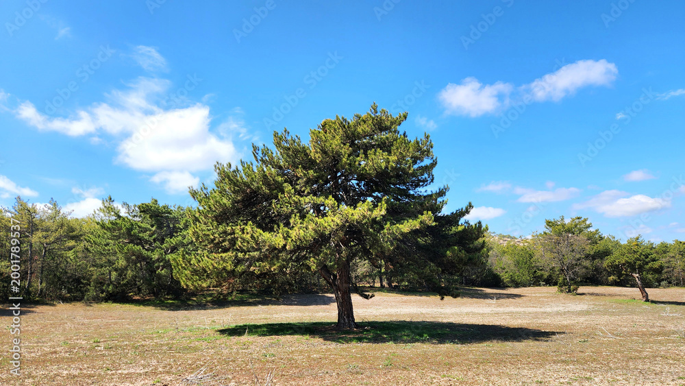 Fototapeta premium A lonely black pine (Pinus nigra). Younger trees have a dense, conical shape, which matures over time into a more irregular, spreading, flat-topped dome.