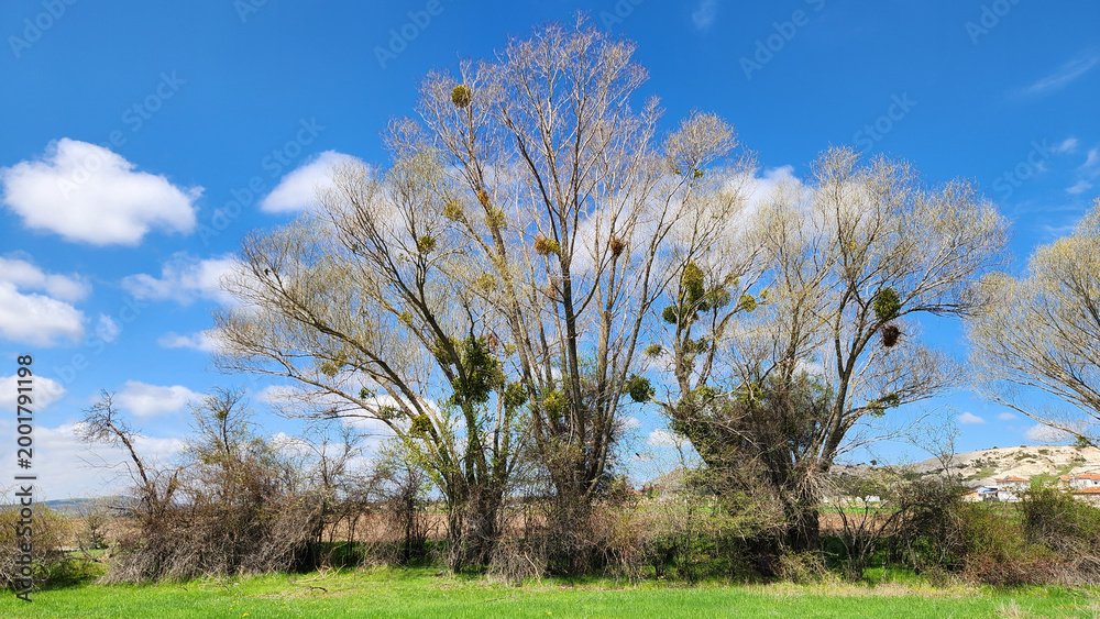 Fototapeta premium A beautiful spring day by a stream, featuring white willow trees with mistletoe and swallows soaring above