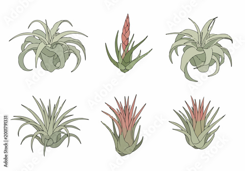 Set of Six Hand-Drawn Tillandsia Air Plant Illustrations in Muted Tones Isolated on White Background
