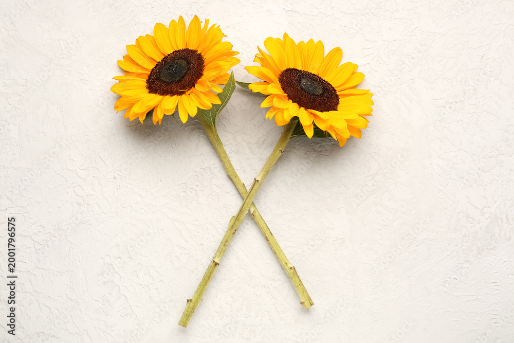 Fototapeta premium Beautiful sunflowers on grunge white background