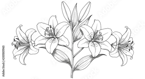 Beautiful hand drawn lily flower vector illustration featuring delicate blooming petals and elegant green stems perfect for decorative botanical prints and artistic graphic design projects requiring a