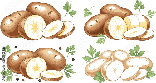 Set of realistic potato compositions with whole and sliced tubers, fresh parsley leaves and spices arranged as detailed organic food illustrations