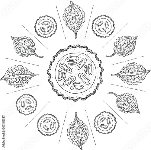 Bitter gourd cross section mandala with detailed seeds and slices arranged in circular composition illustrated in vintage line style