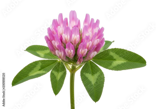 A delicate pink clover flower with five petals in full bloom
