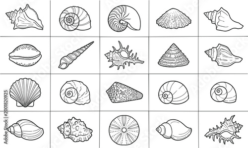 Seashells collection with various marine shells spiral conch scallop and ocean beach elements representing coastal nature and marine life illustration set