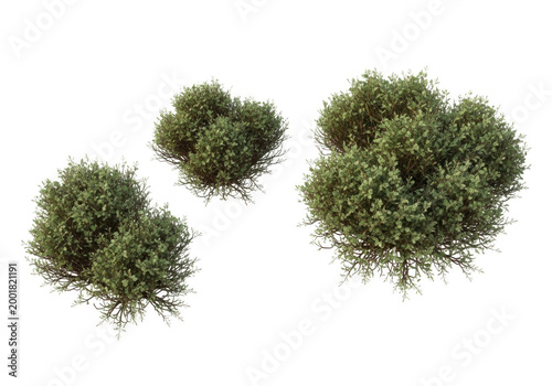 Cluster of small green shrubs with dense foliage against plain backdrop