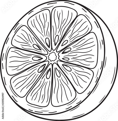 Hand drawn linework a cross-sectioned citrus fruit with segmented pulp and seeds against a white background