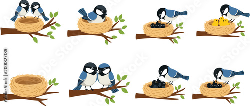 Bird nesting lifecycle collection with parent birds eggs chicks and feeding scenes nature wildlife vector illustration set
