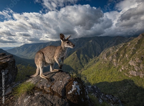 Mountain kangaroo on rocky plateau, sunset light, strong shadows, ultra detailed



