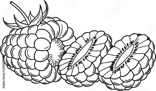 Line art fresh raspberries one whole and two halved on a white background