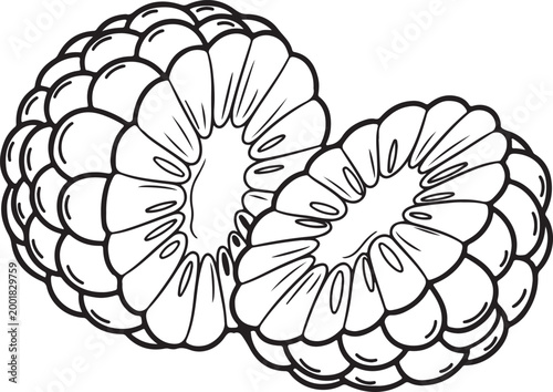 Two stylized corn cob sections in a clean outline drawing with detailed kernels against a white background for healthy food concepts