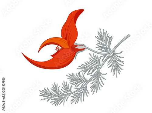 Parrot's beak lotus berthelotii flower illustration with red curved petals