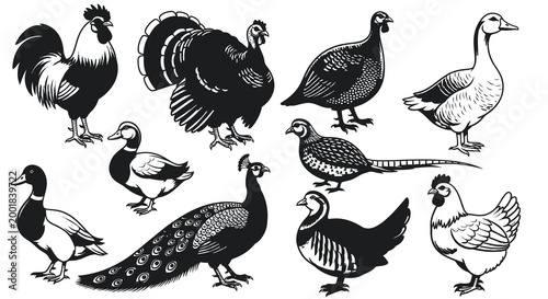 Poultry Birds and Domestic Farm Animals Illustration Set