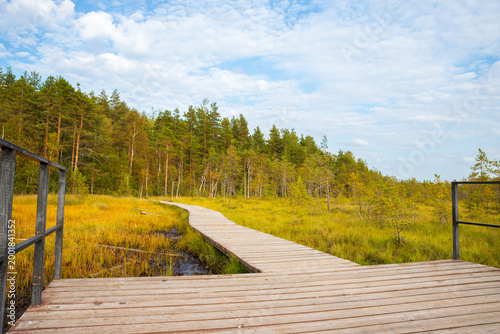 Wooden boardwalk winding through a swamp and forest. Eco trail path for nature walking and hiking. Outdoor observation platform in a wilderness park, landscape perspective concept.