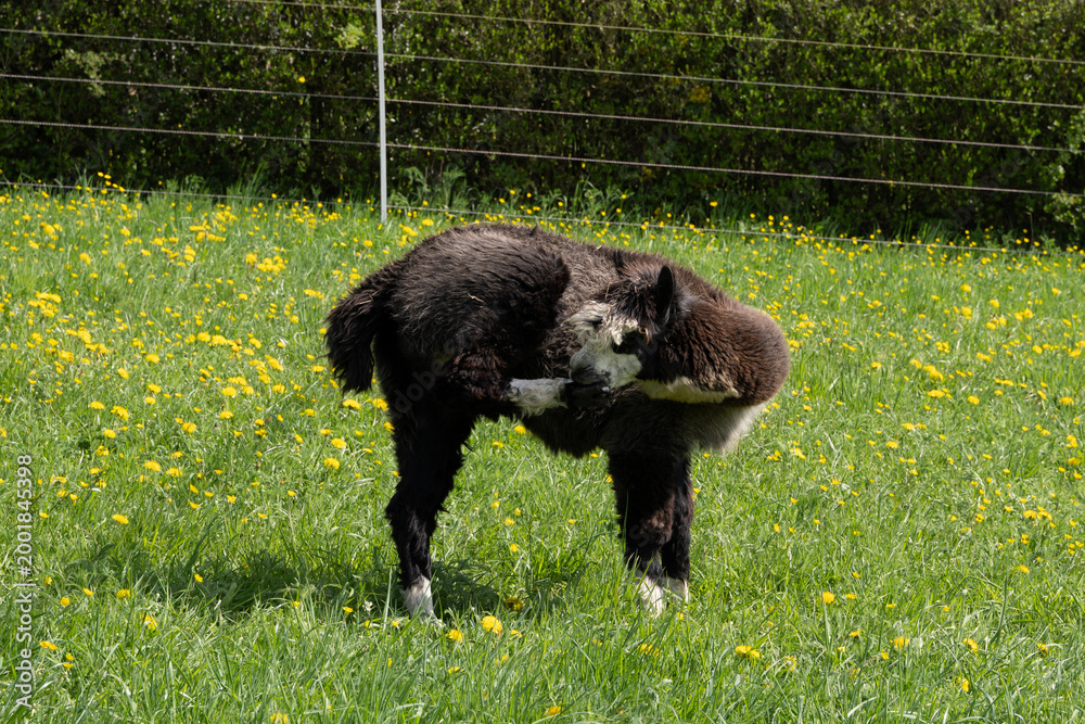 Fototapeta premium alpaka tier natur lama putzen