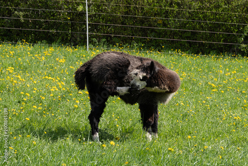 alpaka tier natur lama putzen