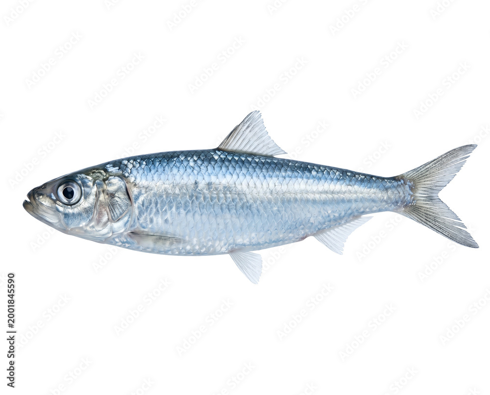 Fototapeta premium Isolated Silver fish with iridescent scales reflecting cool blue and white tones, streaml