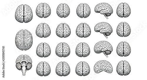 Anatomical illustrations of human brains in various perspectives isolated
