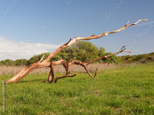 old tree in the field
