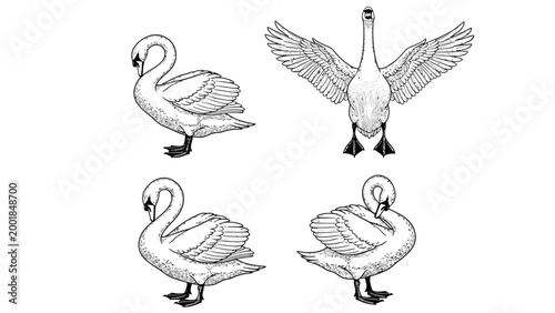 Elegant hand-drawn swan illustrations in various graceful poses, black and white sketch art set