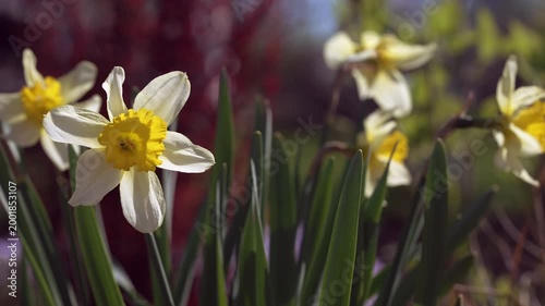 A few fresh daffodils.