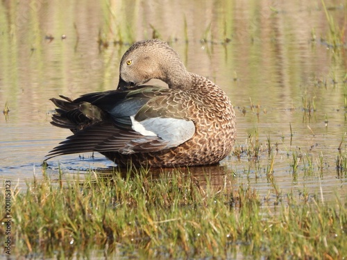 duck in the water