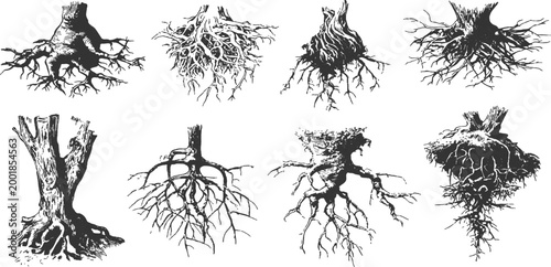 Detailed hand drawn tree roots and trunks sketch collection in vintage engraved style vector illustration.