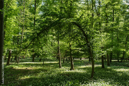 Wild garlic in bloom in the Mönchbruch nature reserve in Hesse