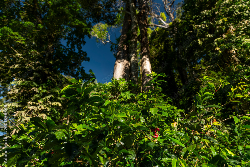 Fototapeta premium Lush green coffee plants thriving on a farm in Boquete, Chiriqui, Panama, with some ripening red berries visible among the leaves against a vibrant blue sky - stock photo