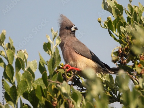 Mousebird