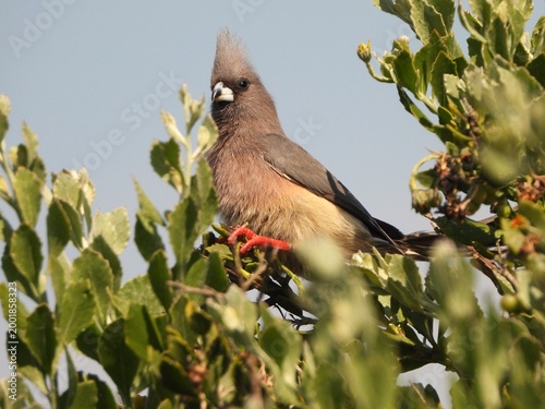Mousebird