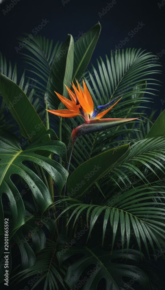 Fototapeta premium Striking Bird of Paradise flower among lush green foliage, symbolizing exoticism, tropical beauty, and vibrant nature, ideal for decorative or thematic use