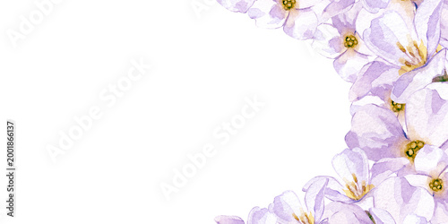 Hand-painted watercolor horizontal border with white spring flowers arranged along the right side white background with plenty of copy space. Perfect for wedding programs, elegant menus, greeting