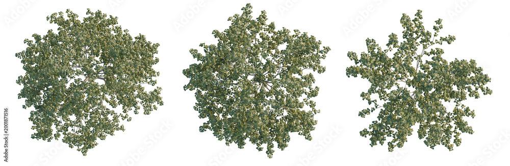 Obraz premium Broussonetia papyrifera tree plan, top view, cutout, transparent background, isolate, Aerial view of lush green forest canopy, vibrant ecosystem, nature's beauty, aerial photography