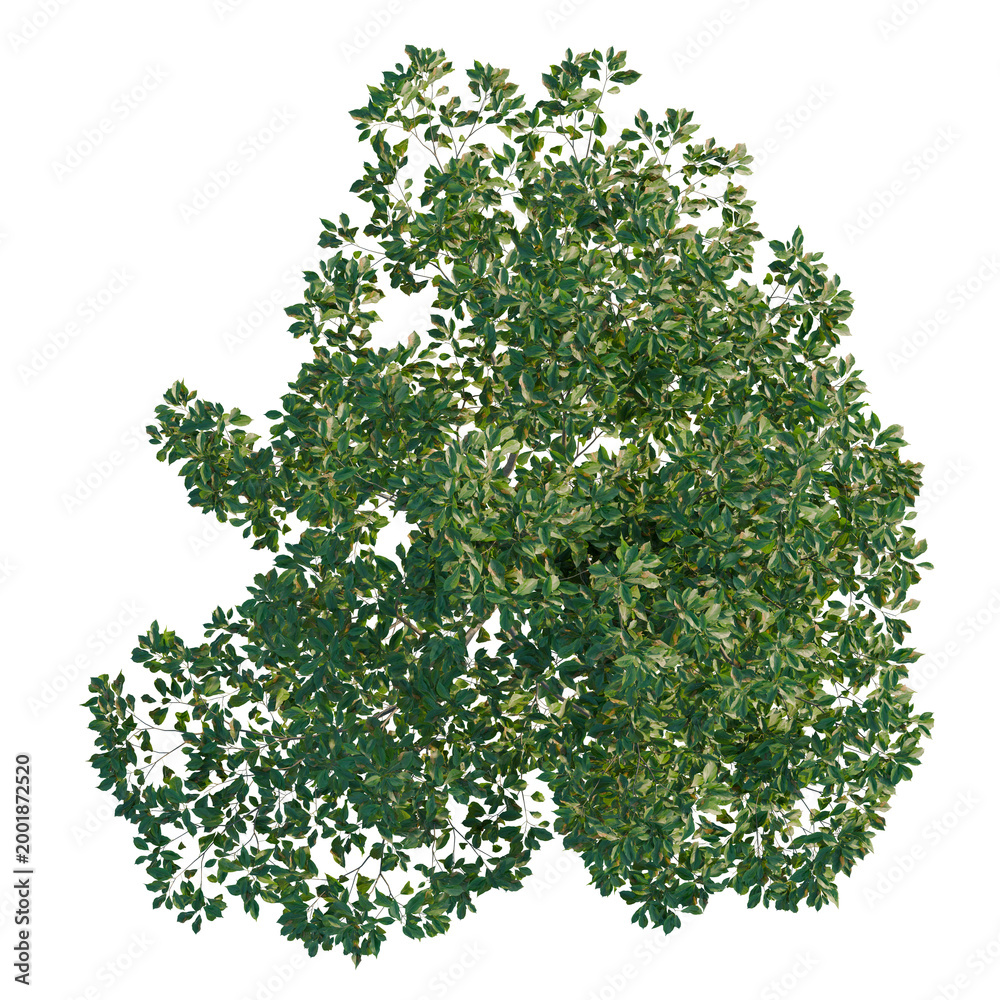 Fototapeta premium Cinnamomum camphora tree plan, top view, cutout, transparent background, isolate, Greenery leaf texture, foliage background, tropical leaf pattern, natural wallpaper, closeup
