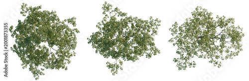 Quadro em tela Cyclobalanopsis glauca tree plan, top view, cutout, transparent background, isol